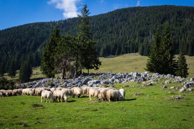 Dağlardaki otlaktaki koyun sürüsü