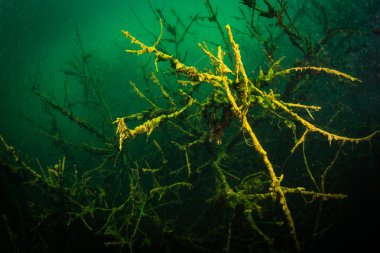 Ukrayna nehrin dibini doğası