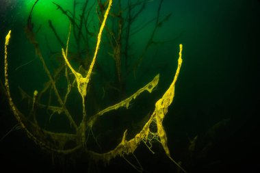 Ukrayna nehrin dibini doğası