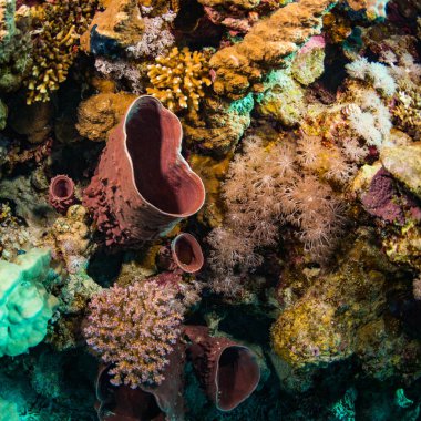 Boru sünger Red Sea, Mısır