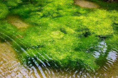 Duckweed Güney Goa'da bir gölde