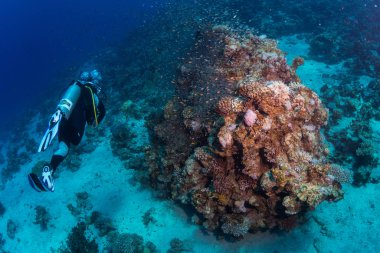 dalgıç sualtı görünümünü Red sea, Mısır resif üzerinde