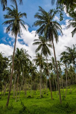 bahar, Tayland Koh Samui yeşil orman