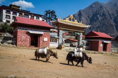 Yaks Everest Ana kampı için yolda