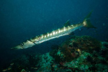 Barracuda üzerinde mercan Koh Tao, Tayland