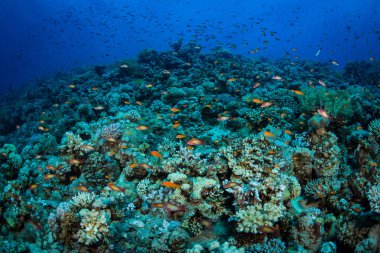 Kızıldeniz, Sharm El Sheikh, Mısır'daki mercan bahçe güzel renkli