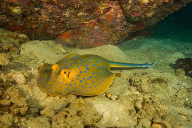 Koh Tao Island, Tayland yakınındaki güzel mavi benekli stingray