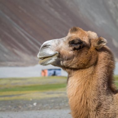 Hint Himalayalar ortasında çölde deve