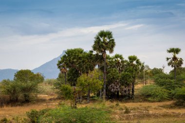 Kerala tarım mahalle. Güney Hindistan