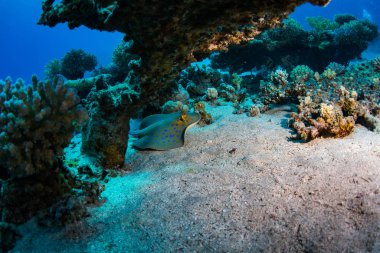 Stingray güzel mercan, Sharm El Sheikh tarihinde