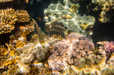 güzel mercanlar Kızıldeniz, Sharm El Sheikh, Mısır