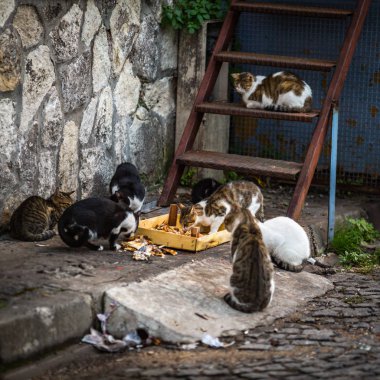 İstanbul'da seyahat,gezi manzarası,Türkiye 