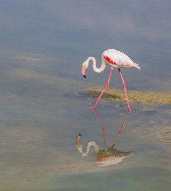 Lagün Ras al Khor içinde pembe flamingolar