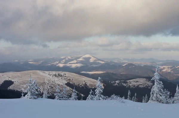 Beau Paysage Hivernal Dans Les Montagnes Des Carpates Ukrainiennes Enneigées — Photo