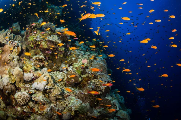 Tropical fishes on beautiful coral garden in Red Sea, Sharm El Sheikh, Egypt