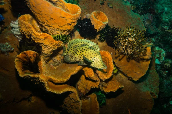 Filmagem Subaquática Flora Fauna Oceânica Bali Indonésia — Fotografia de Stock