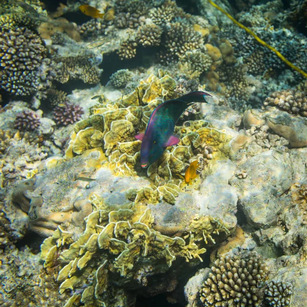紅海の美しいサンゴ礁のさびたイシダイ — ストック写真