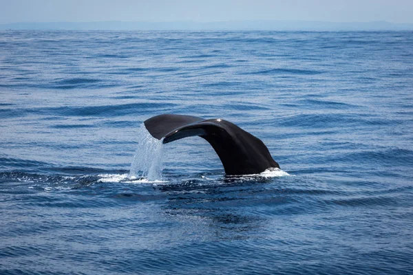 Walvis Spotten Sri Lanka — Stockfoto