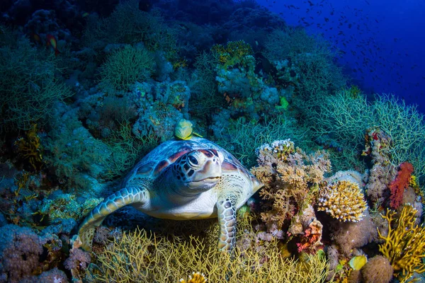 Podwodne Widoki Żółwia Piękne Rafy Morza Czerwonego — Zdjęcie stockowe