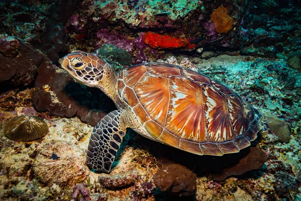 Podwodne Widoki Żółwia Rafie Gili Indonezja — Zdjęcie stockowe