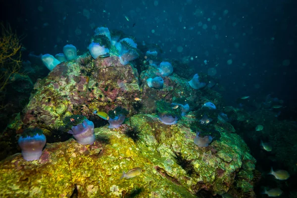 Podwodne Widoki Morski Anemon Rafy Koralowej Koh Tao Tajlandia — Zdjęcie stockowe