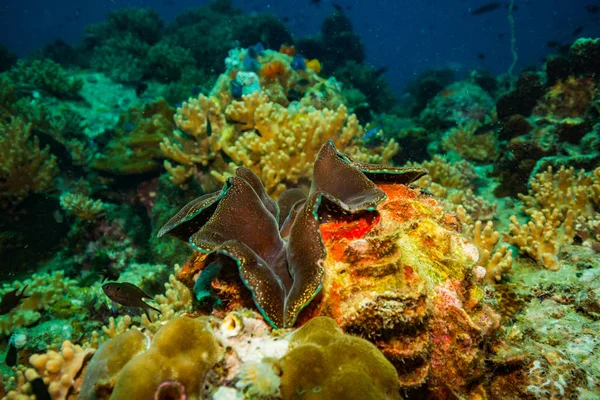 Krásný Korálový Útes Poblíž Koh Tao Ostrov Thajsko — Stock fotografie