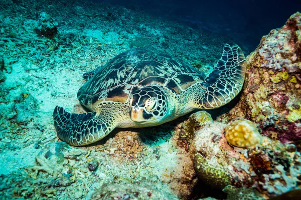 Piękny Żółw Park Narodowy Komodo Indonezja — Zdjęcie stockowe