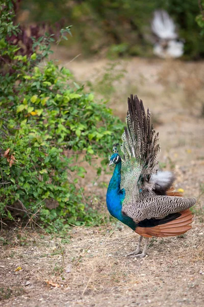 Bird Zoo Daytime — Stock Photo, Image