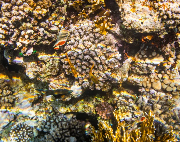 Vista Subacquea Della Bellissima Barriera Corallina Nel Mar Rosso Sharm — Foto Stock