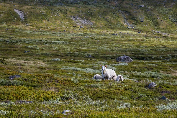 绵羊在挪威国家公园 Jotunheimen — 图库照片