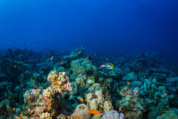 Two butterfly fishes on the coral reef