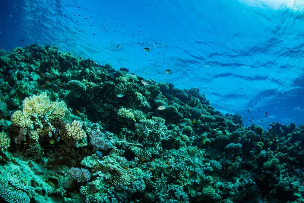 Beau Jardin Corail Dans Mer Rouge Sharm Sheikh Egypte — Photo