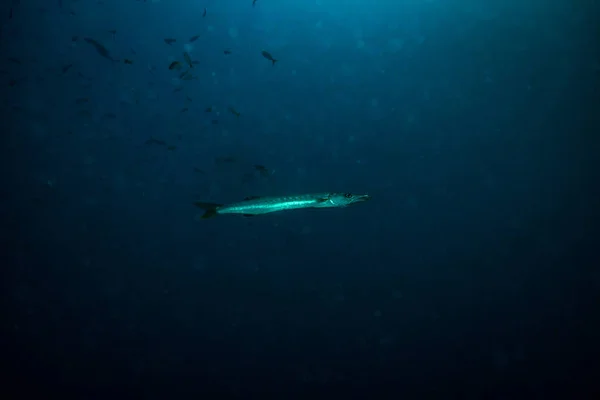 Barracuda Recife Coral Koh Tao Tailândia — Fotografia de Stock