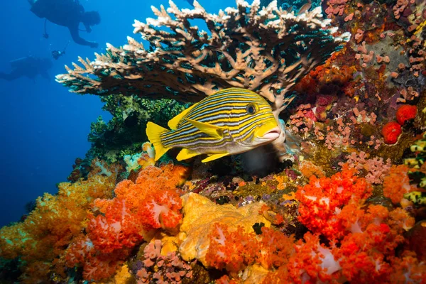 インドネシア コモド国立公園のサンゴ礁に美しいサンゴ — ストック写真
