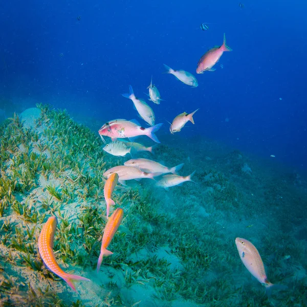 Όμορφη Τροπικά Ψάρια Στο Φόντο Των Κοραλλιογενών Υφάλων Στην Ερυθρά — Φωτογραφία Αρχείου