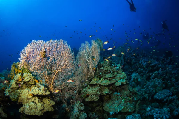 Gorgonian Риф Поблизу Міста Дахаб Червоному Морі — стокове фото