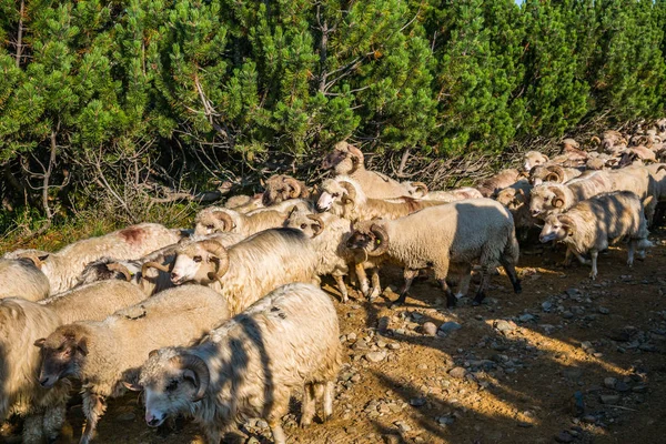 Troupeau Moutons Pâturage Sur Les Montagnes — Photo