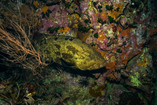 Podwodne Widoki Grouper Malabar Pobliżu Koh Tao Island Tajlandia — Zdjęcie stockowe
