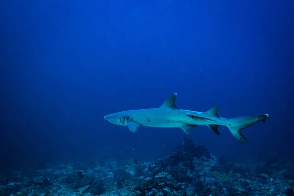 underwater view of white tip shark in Komodo national park