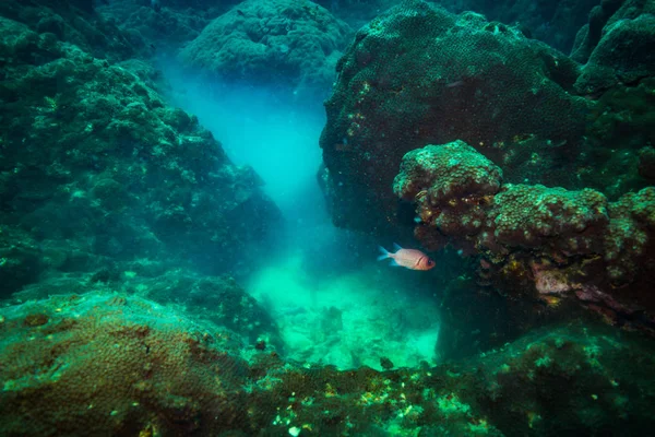 Красиві Коралові Рифи Поблизу Koh Tao Острів Таїланд — стокове фото