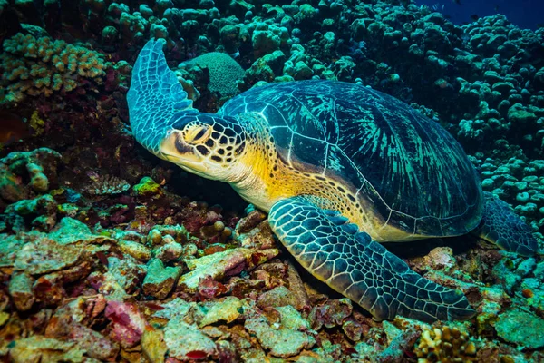 Подводный Вид Черепаху Рифе Островах Гили Индонезия — стоковое фото