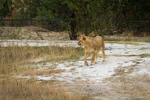 Lionesse Djurparken — Stockfoto