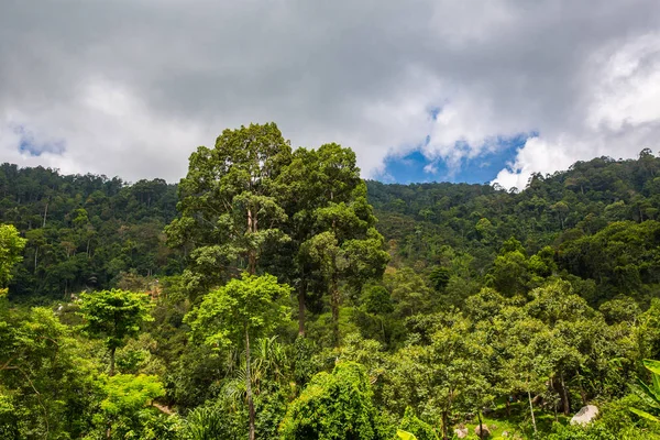 Jungle Verte Koh Samui Printemps Thailand — Photo