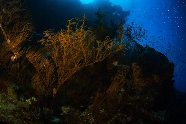 美丽的珊瑚花园在红海 沙姆沙伊赫 — 图库照片