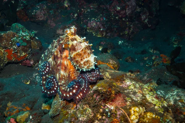 Bläckfisk Korallrev Nära Bali Island — Stockfoto