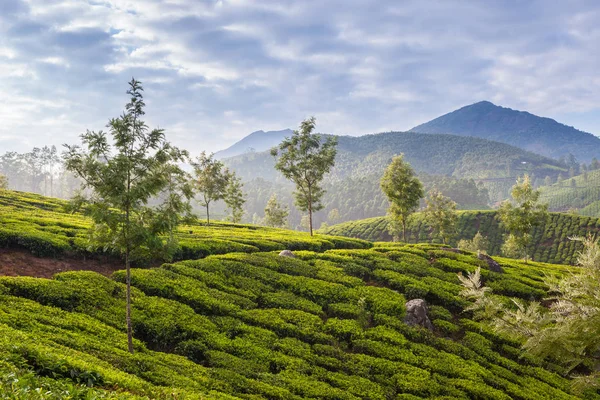 Hermosa Plantación Verde India Provincia Kerala — Foto de Stock