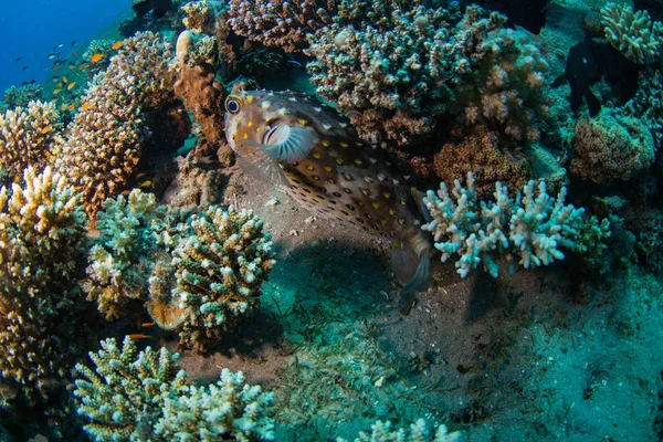 beautiful tropical fishes on background of coral reef in Red Sea, Sharm El Sheikh, Egypt