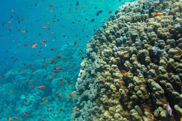 beautiful red tropical fishes on background of coral reef in Red Sea, Sharm El Sheikh, Egypt