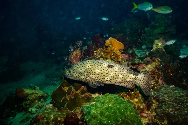 Malabar Orfoz Koh Tao Island Tayland Yakınındaki Sualtı Görünümünü — Stok fotoğraf