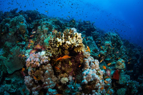Peces Tropicales Sobre Fondo Arrecife Coral Mar Rojo Sharm Sheikh — Foto de Stock